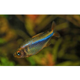 Hyphessobrycon Wadai Hyphessobrycon Wadai