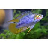 Apistogramma Borelli Opaal