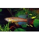 Aphyosemion Bevittatum Aphyosemion Bevittatum