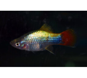 Xiphophorus Maculatus Platy Blue Butterfly Moon Xiphophorus Maculatus Platy Blue Butterfly Moon