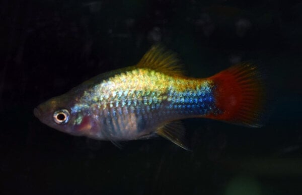 Xiphophorus Maculatus Platy Blue Butterfly Moon Xiphophorus Maculatus Platy Blue Butterfly Moon