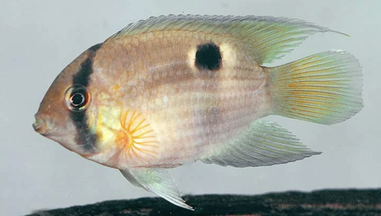 Aequidenscleithracara Maronii Aequidenscleithracara Maronii