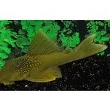 Ancistrus Green Phantom L200