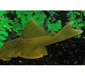 Ancistrus Green Phantom L200