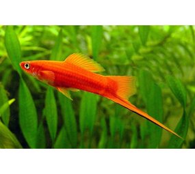 Xiphophorus Helleri Roodoog