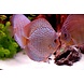 Symphysodon Aequifasciatus Red Symphysodon Aequifasciatus Red
