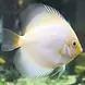 Symphysodon Aequifasciatus leopard white Symphysodon Aequifasciatus leopard white