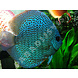 Symphysodon Aequifasciatus Snake Skin Blau Symphysodon Aequifasciatus Snake Skin Blau