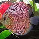 Symphysodon Aequifasciatus Leopard Red Symphysodon Aequifasciatus Leopard Red