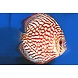 Symphysodon Aequifasciatus Pigeon Blood Symphysodon Aequifasciatus Pigeon Blood
