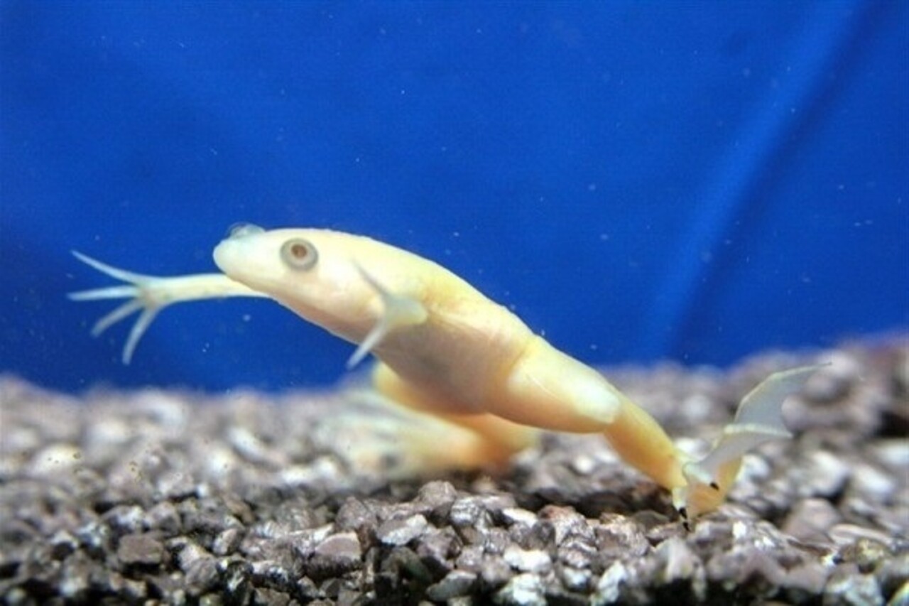 Heminochirus Boetgeri Albino