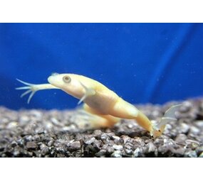 Heminochirus Boetgeri Albino