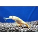 Heminochirus Boetgeri Albino