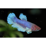 Betta Dumbo Vrouw Betta Dumbo Vrouw