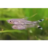 Rasbora Trilineata Rasbora Trilineata
