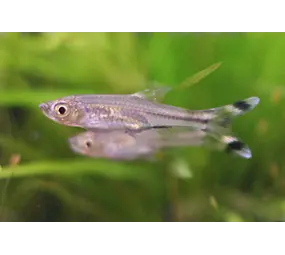 Rasbora Trilineata Rasbora Trilineata