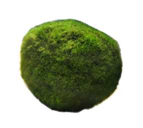 Moerings Chladoflora | los (mosbol) Moerings Chladoflora | los (mosbol)