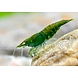 Neocaridina Davidi Green Jade Neocaridina Davidi Green Jade