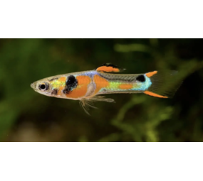 Poecilia Wingei leopard Endler