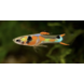 Poecilia Wingei leopard Endler Poecilia Wingei leopard Endler