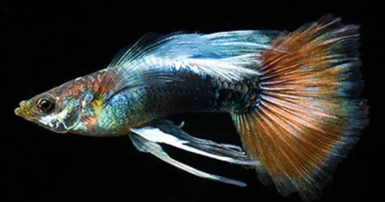 GUP MAN DOMBO SANTA CLAUS