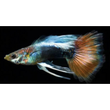 GUP MAN DOMBO SANTA CLAUS