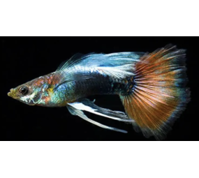 GUP MAN DOMBO SANTA CLAUS