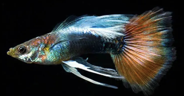 GUP MAN DOMBO SANTA CLAUS