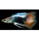 Poecilia Reticulata Poecilia Reticulata