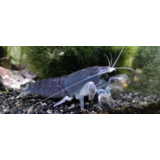 Atya Gabonensis Atya Gabonensis