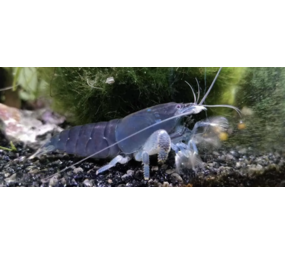 Atya Gabonensis Atya Gabonensis