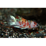 Betta Splenders Koi Vrouw Betta Splenders Koi Vrouw