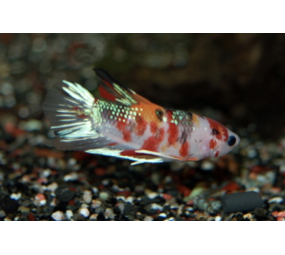 Betta Splenders Koi Vrouw Betta Splenders Koi Vrouw