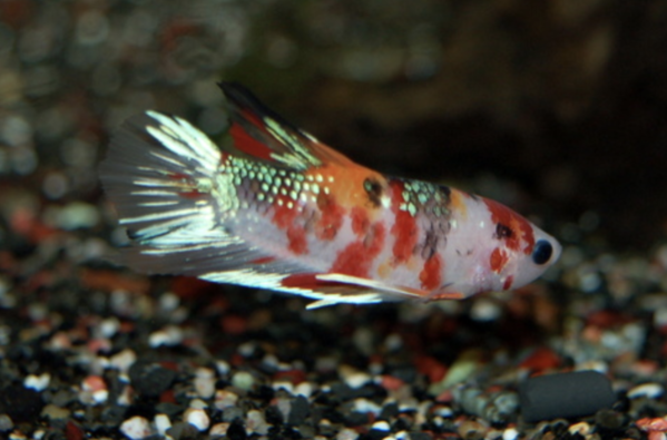 Betta Splenders Koi Vrouw Betta Splenders Koi Vrouw