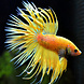 Betta Splenders Crowntail Mustard Yellow Betta Splenders Crowntail Mustard Yellow
