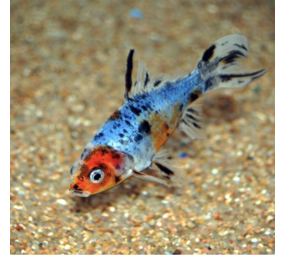 Shubunkin Blauw 9/12 cm Shubunkin Blauw 9/12 cm