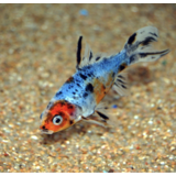 Shubunkin Blauw 12/15 cm Shubunkin Blauw 12/15 cm