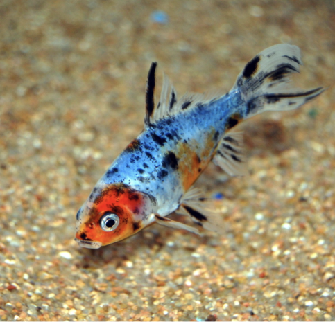 Shubunkin Blauw 12/15 cm