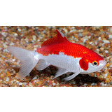 Sarassa Goudvis Rood-wit 10/12 cm Sarassa Goudvis Rood-wit 10/12 cm