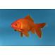 Carassius Auratus Carassius Auratus