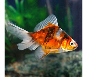 Carassius Auratus Calico Sluierstaart