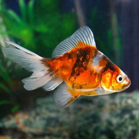 Carassius Auratus Calico Sluierstaart Carassius Auratus Calico Sluierstaart