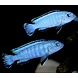 Pseudotropheus Socolofi Mara Rocks Blue Pseudotropheus Socolofi Mara Rocks Blue