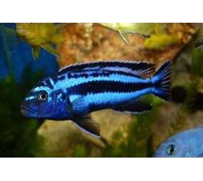 Melanochromis Maingano