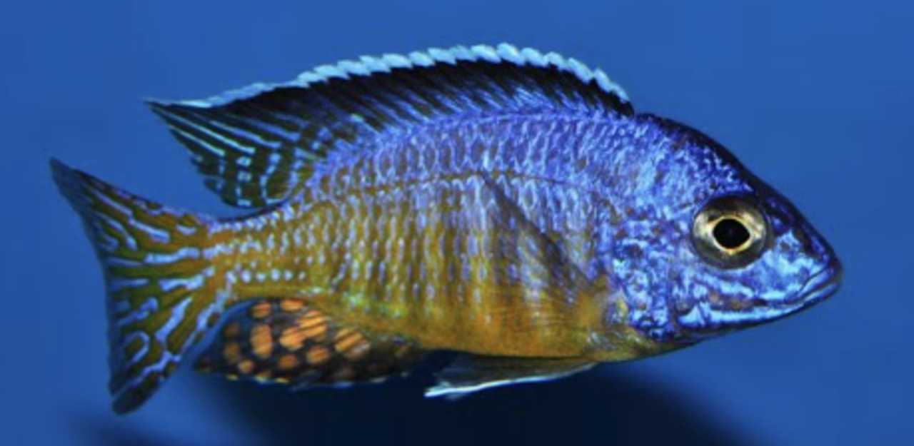 Aulonocara Hueseri Aulonocara Hueseri