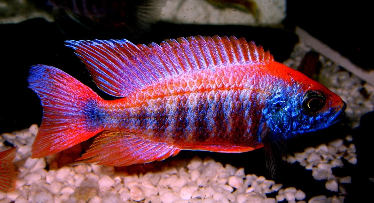 Aulonocara Pastell Aulonocara Pastell