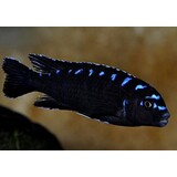 Pseudotropheus Elongatus Neon Spot