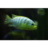 Labidochromis Perlmutt