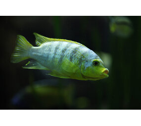 Labidochromis Perlmutt