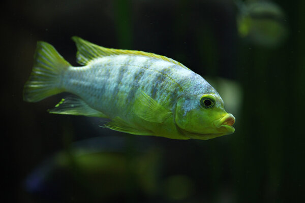 Labidochromis Perlmutt